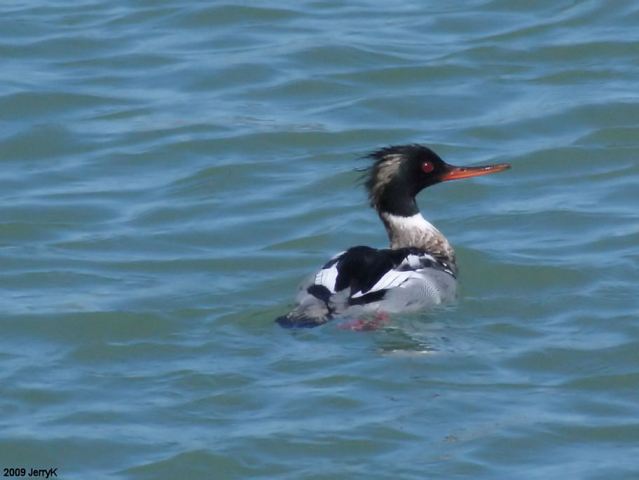 Red-breasted Merganser